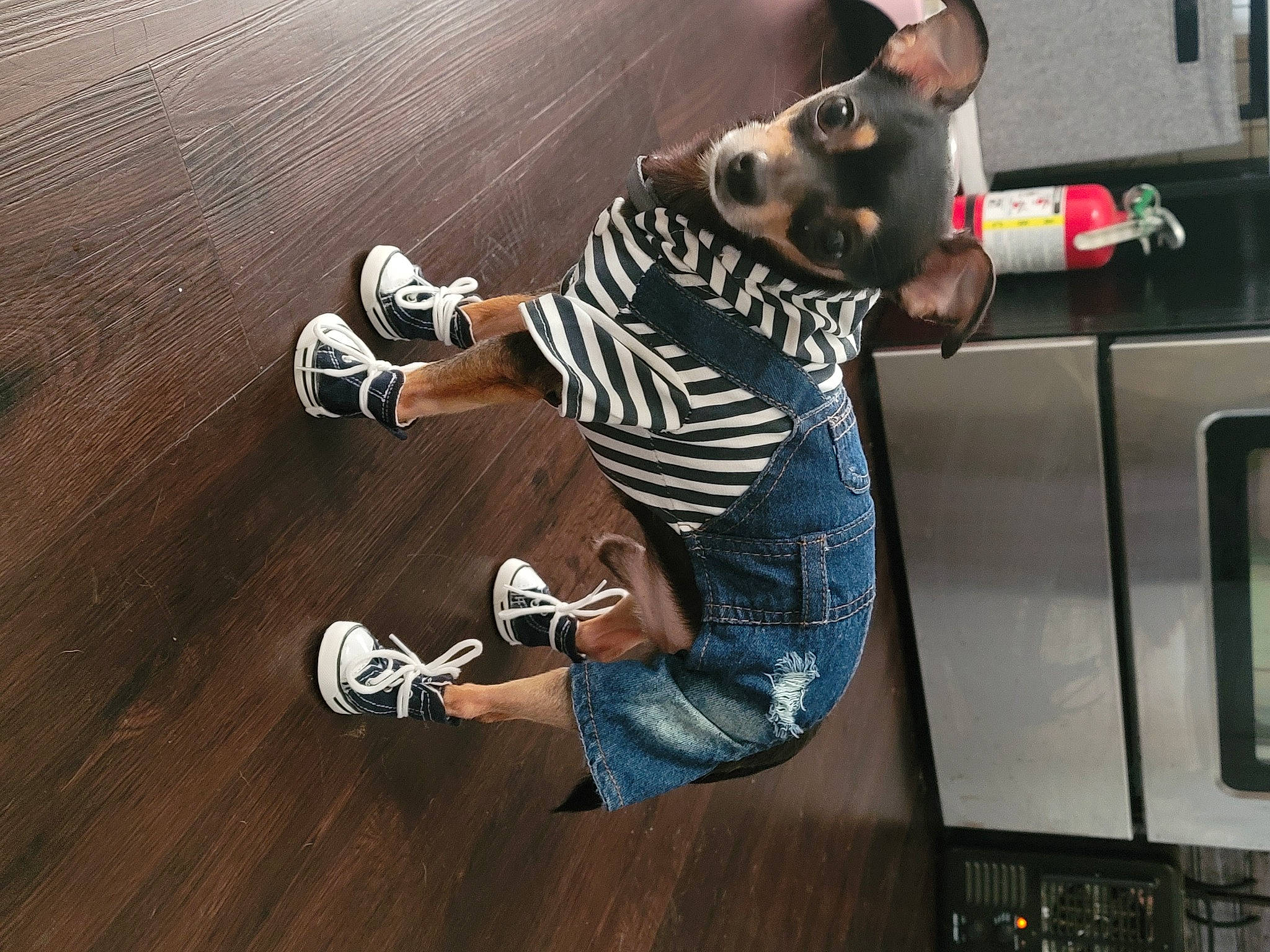 Roo is registered to the contest to win money with this photo: audio_equipment, entertainment, event, eyewear, flooring, font, fun, hardwood, music, performing_arts, public_event, recreation, rolling, walking_shoe, wood, wood_flooring