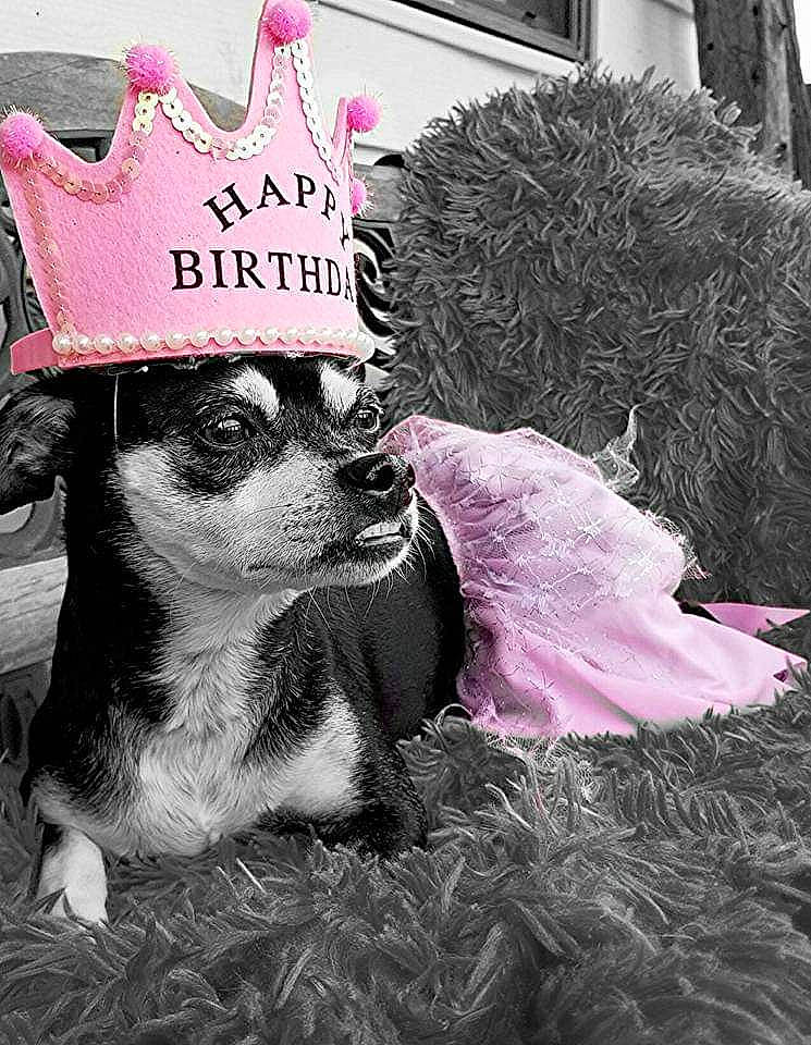 Angel joined the competition — help win amazing prizes! cap, carnivore, companion_dog, costume_hat, dog, dog_breed, dog_clothes, dog_supply, eyewear, font, grass, hat, headgear, party_hat, pet_supply, pink, snout, whiskers, window, working_animal