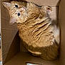 Pepe joined the competition — help win amazing prizes! cat, orange_cat, fluffy, pet, cardboard_box, indoor, curious, feline, cute, whiskers, animal, domestic_animal, fur, box, looking_up, paw, ears, sitting, cozy, close_up