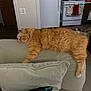 cat, orange_cat, fluffy, lounging, couch, living_room, kitchen, appliance, refrigerator, stove, pillow, blanket, domestic_animal, pet, relaxing, feline, home, interior, resting, fur