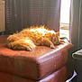 Pepe joined the competition — help win amazing prizes! cat, orange_cat, sleeping, fluffy, ottoman, leather, sunlight, indoor, curtains, window, cozy, relaxing, pet, feline, fur, resting, home, quiet, comfort, warm