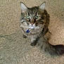 Mister is registered to the contest to win money with this photo: animal, blue_tag, cat, collar, cute, domestic_animal, feline, floor, fluffy, fur, green_eyes, indoor, looking_up, mammal, pet, sitting, tabby, tail, tile_floor, whiskers