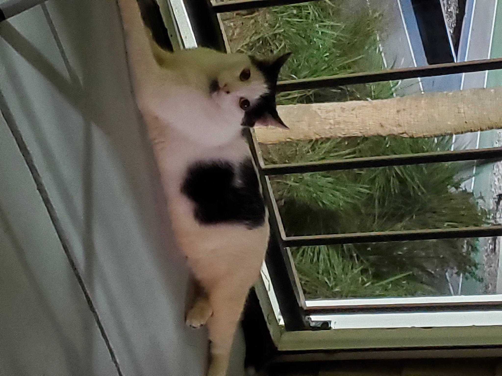 Arthur is registered to the contest to win money with this photo: animal_shelter, carnivore, cat, dog_breed, domestic_short_haired_cat, door, felidae, fixture, fur, mammal, pet_supply, sash_window, small_to_medium_sized_cats, snout, tail, tints_and_shades, vertebrate, whiskers, window, wood