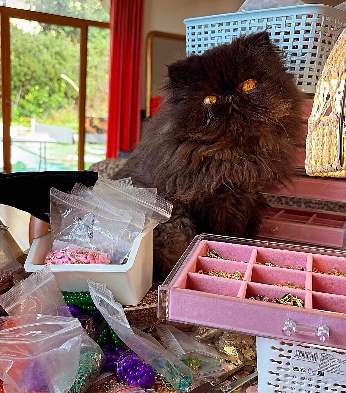 Benny participe au concours pour gagner de l'argent avec cette photo : cat, indoor, jewelry, beads, container, table, window, curtain, furniture, pet, fluffy, amber_eyes, craft_supplies, plastic_bags, storage_box, close_up, brown_cat, domestic_cat, curious, home