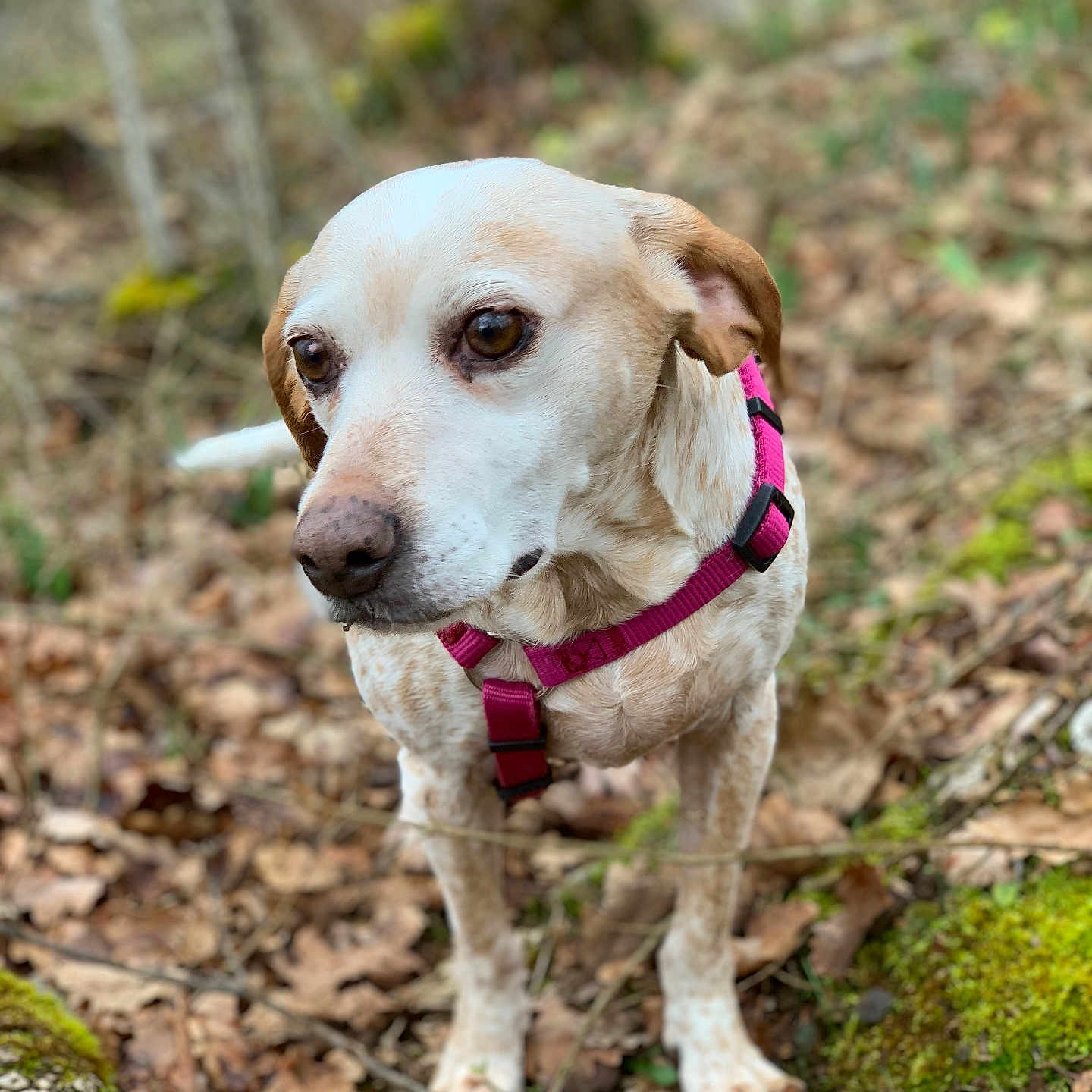 Bella participe au concours pour gagner de l'argent avec cette photo : animal, brown, calm, canine, closeup, curious, daylight, dog, forest, ground, harness, leaves, moss, nature, outdoor, pet, portrait, walking, white, wildlife