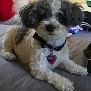 Poppy joined the competition — help win amazing prizes! dog, small_dog, curly_fur, bed, collar, heart_shaped_tag, indoor, pet, lying_down, fur, animal, cute, companion, cozy, resting, household, blurred_background, poodle_like, curly_hair, domestic