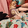 dog, sweater, blanket, christmas_tree, indoor, decorations, pet, cozy, fur, pillow, furniture, curtain, holiday, festive, small_dog, cute, warm_lighting, resting, animal, bed