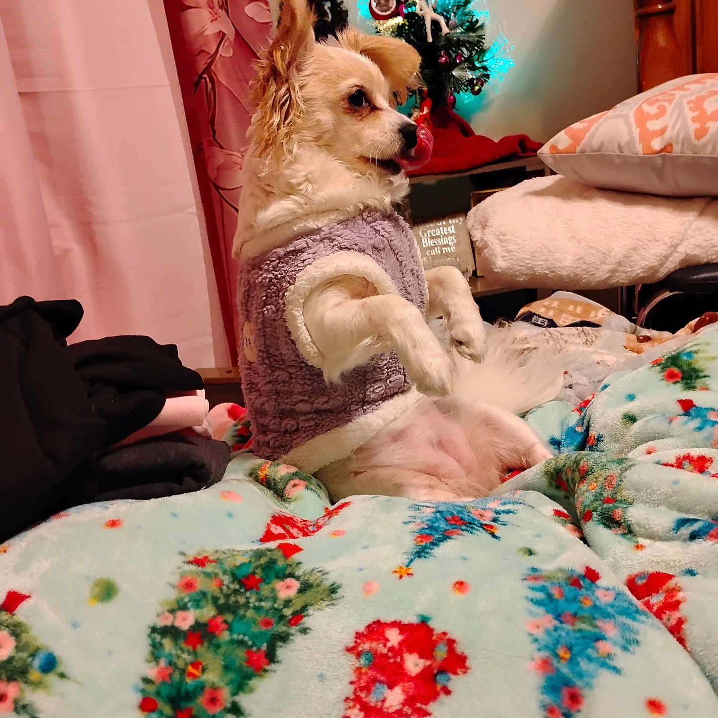 Sasha is registered to the contest to win money with this photo: animal, bed, blanket, christmas_tree, cozy, curtain, cute, decorations, dog, festive, fur, furniture, holiday, indoor, pet, pillow, resting, small_dog, sweater, warm_lighting