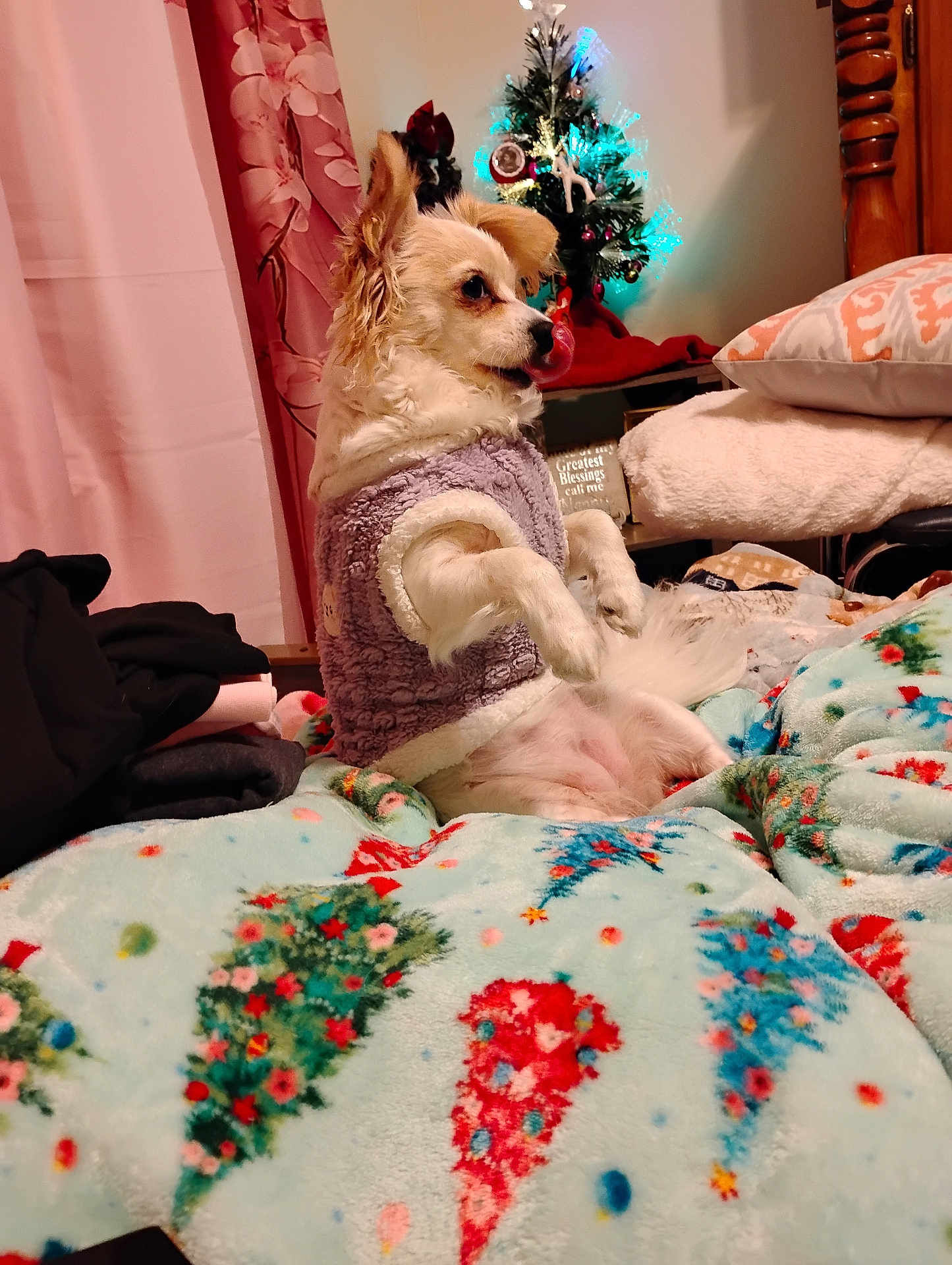 Sasha is registered to the contest to win money with this photo: dog, sweater, blanket, christmas_tree, indoor, decorations, pet, cozy, fur, pillow, furniture, curtain, holiday, festive, small_dog, cute, warm_lighting, resting, animal, bed