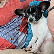 Gizmo is registered to the contest to win money with this photo: puppy, dog, pet, animal, cute, ears, white, black, person, clothing, sweater, lap, indoor, cozy, comfort, couch, hand, face, closeup, sitting
