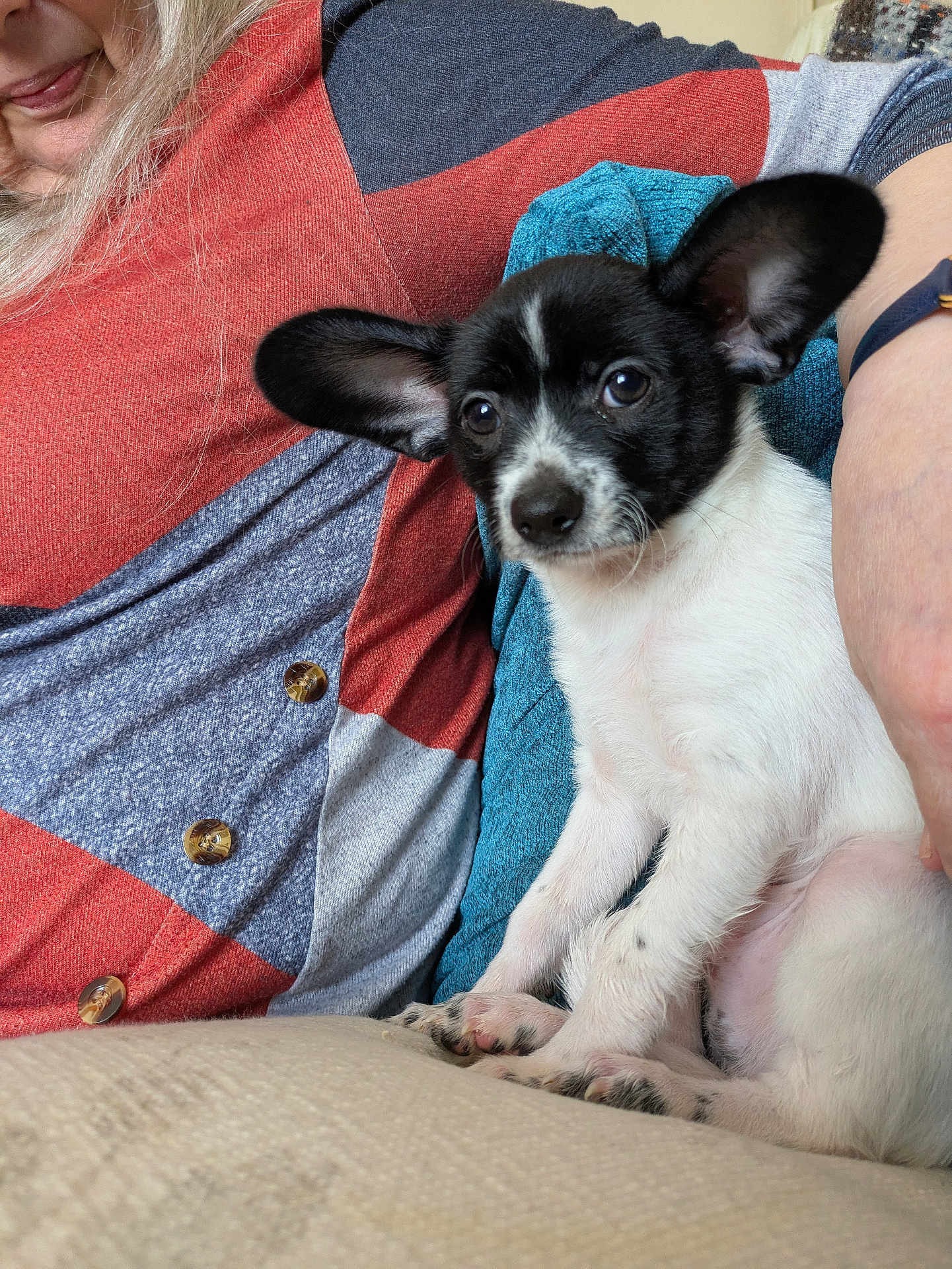 Gizmo
