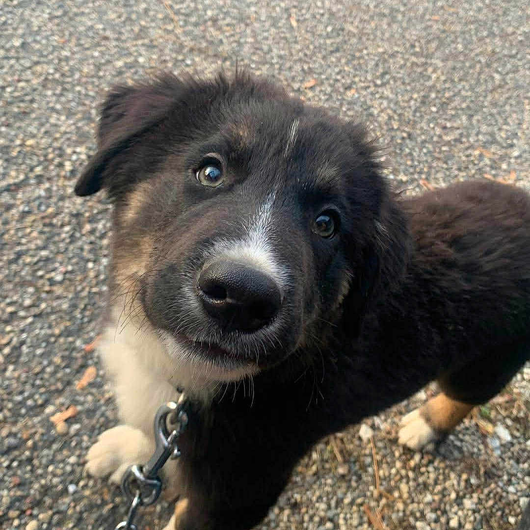 Loki is registered to the contest to win money with this photo: animal, black_fur, chain, close_up, collar, curious, cute, dog, ears, fluffy, four_legs, gravel, leash, looking_up, outdoor, pet, puppy, snout, white_fur, young_dog