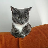 Max joined the competition — help win amazing prizes! cat, gray_cat, white_chest, orange_couch, yellow_blanket, indoor, pet, feline, fur, resting, animal, cute, domestic_cat, mammal, whiskers, ears, green_eyes, portrait, relaxed, home