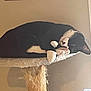 Gizmo is registered to the contest to win money with this photo: cat, black_and_white, sleeping, cat_tree, furniture, indoor, pet, cozy, resting, paw, fur, animal, cute, whiskers, napping, home, relaxation, curled_up, soft_light, quiet
