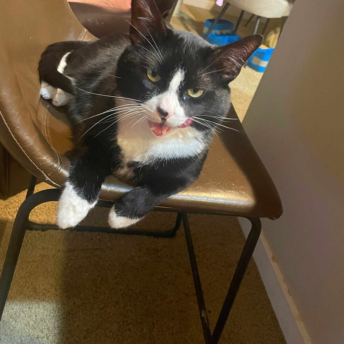 Gizmo is registered to the contest to win money with this photo: animal, black_and_white, carpet, cat, chair, close_up, cute, domestic, furniture, household, indoor, mammal, person_partially_visible, pet, playful, relaxed, resting, tongue_out, tuxedo_cat, whiskers