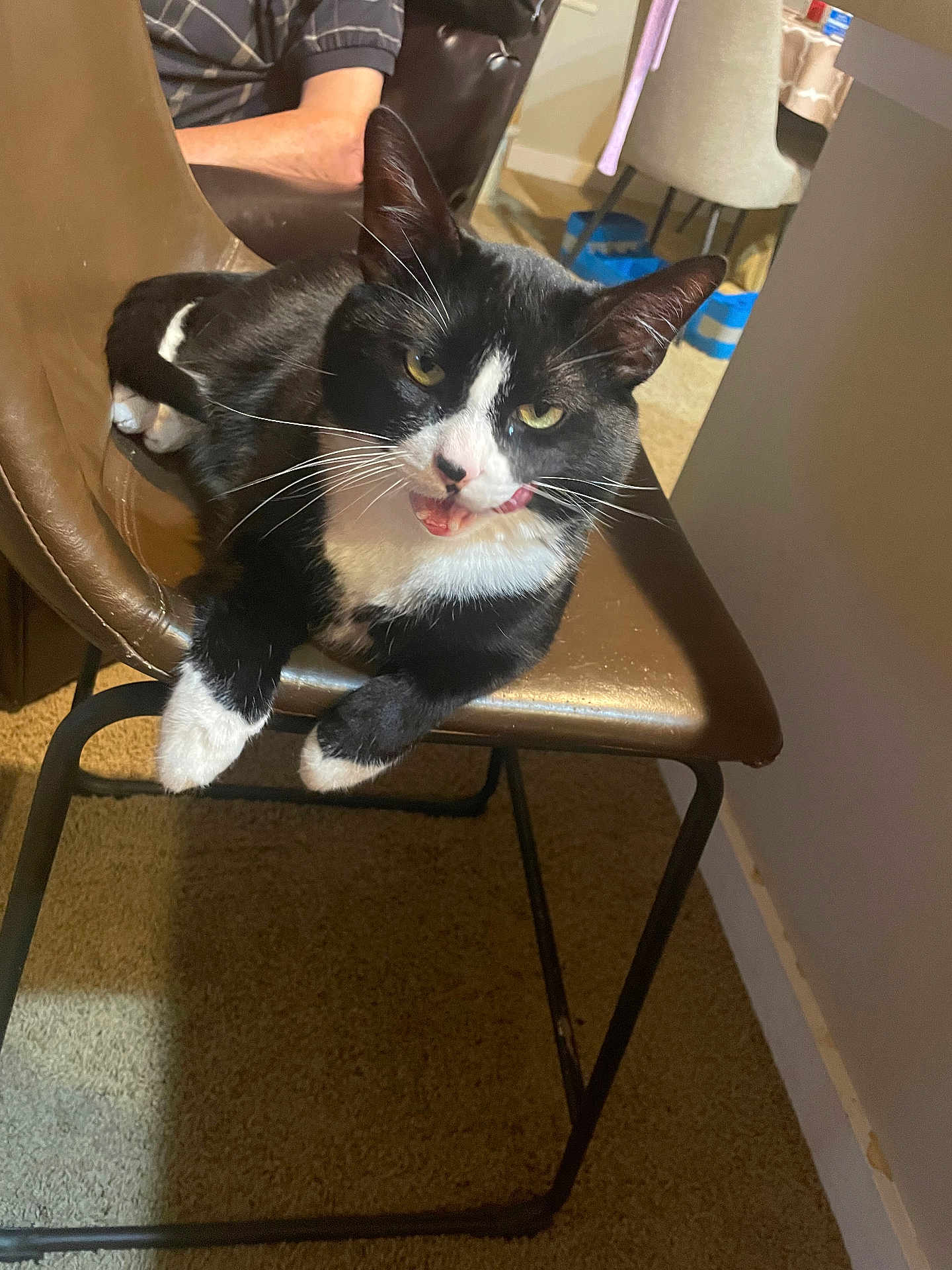 Gizmo is registered to the contest to win money with this photo: cat, tuxedo_cat, chair, indoor, carpet, person_partially_visible, furniture, tongue_out, black_and_white, pet, relaxed, whiskers, animal, playful, domestic, mammal, cute, household, resting, close_up