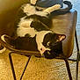 Gizmo is registered to the contest to win money with this photo: cat, black_and_white, chair, carpet, indoor, pet, feline, relaxing, upside_down, fur, whiskers, paw, domestic_animal, home, curious, animal, resting, cozy, person, leg