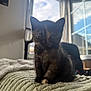 kitten, cat, tortoiseshell, pet, indoor, window, blanket, furniture, soft, texture, animal, cute, young, domestic, cozy, light, shadow, sitting, fur, closeup