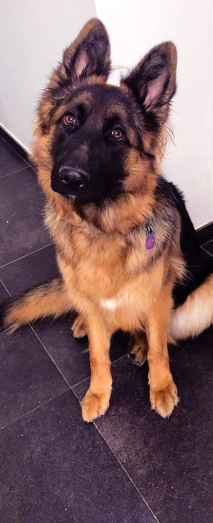 Bloom participe au concours pour gagner de l'argent avec cette photo : carnivoran, dog, dog_breed, dog_breed_group, dog_like_mammal, fur, german_shepherd_dog, king_shepherd, kunming_wolfdog, old_german_shepherd_dog, puppy, shiloh_shepherd_dog, snout, tervuren