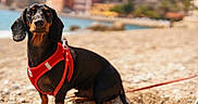 Razmotte a rejoint le concours — aidez-le/la à gagner de superbes lots ! dog, dachshund, pet, animal, red_harness, beach, pebbles, outdoor, sunny, water, sea, coast, leash, sitting, portrait, cute, black_and_tan, canine, summer, nature