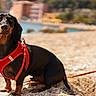 dog, dachshund, pet, animal, red_harness, beach, pebbles, outdoor, sunny, water, sea, coast, leash, sitting, portrait, cute, black_and_tan, canine, summer, nature