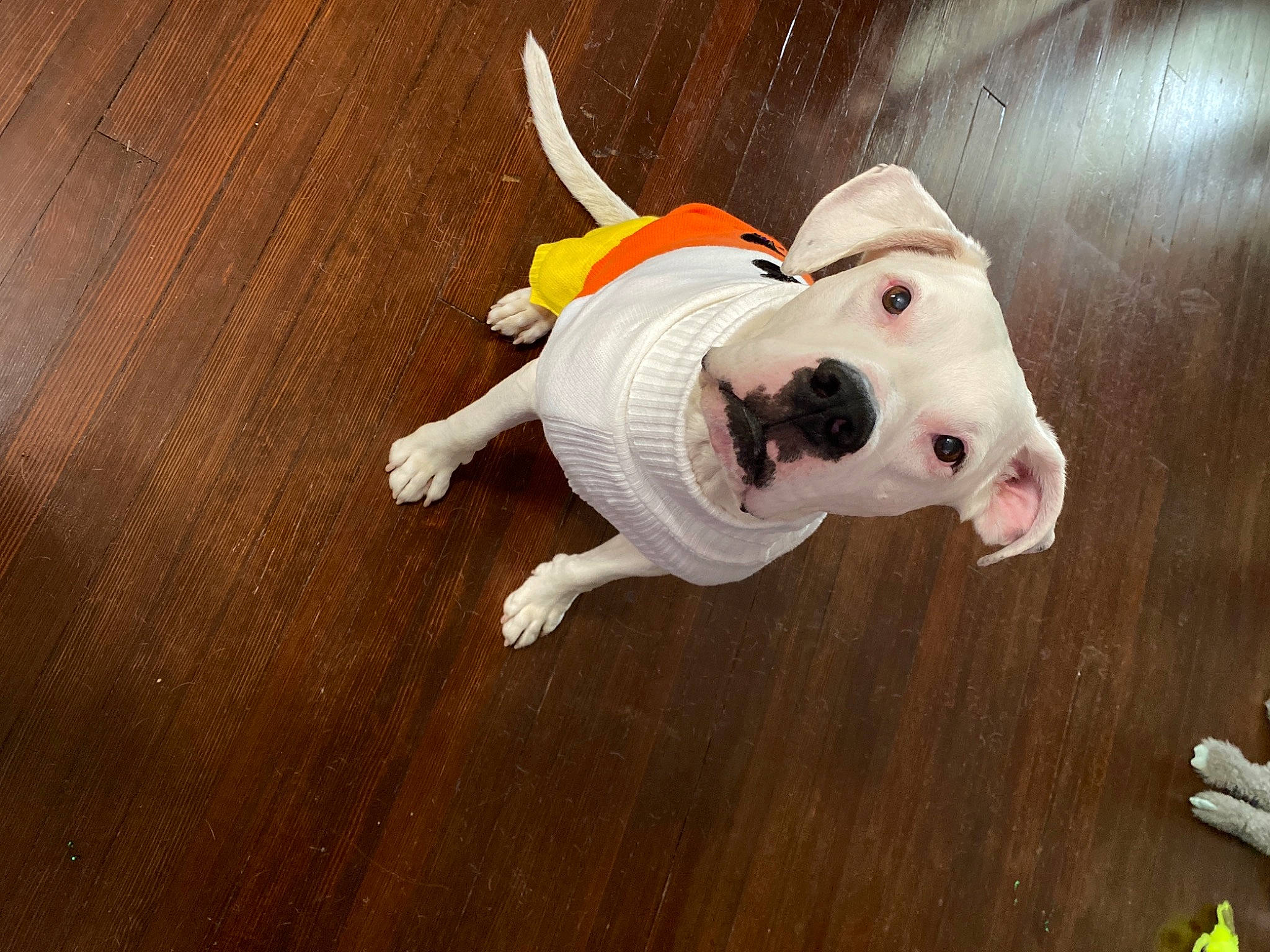 Marsh joined the competition — help win amazing prizes! animal_figure, bull_terrier, carnivore, companion_dog, dog, dog_breed, dog_clothes, fawn, felidae, floor, flooring, hardwood, small_to_medium_sized_cats, snout, tail, toy, whiskers, wood, wood_stain, working_animal