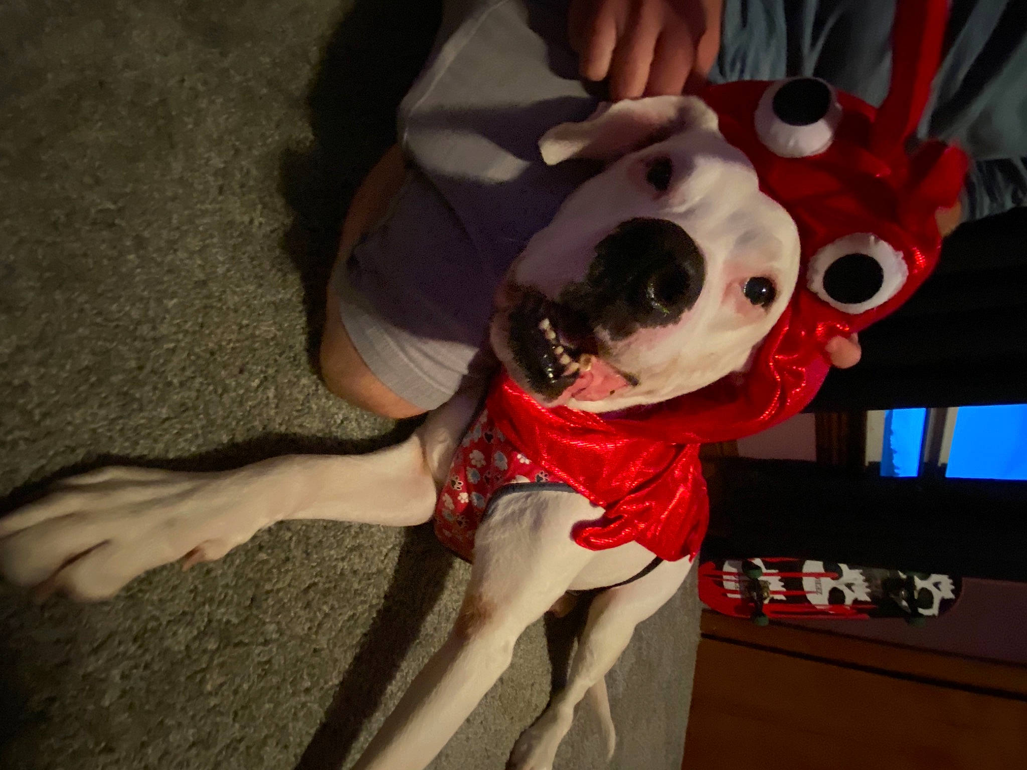 Marsh is registered to the contest to win money with this photo: carnivore, companion_dog, dog_breed, dog_clothes, eyewear, fawn, fictional_character, fur, glasses, goggles, happy, human_leg, personal_protective_equipment, plant, selfie, snout, sunglasses, thigh, tree, vision_care