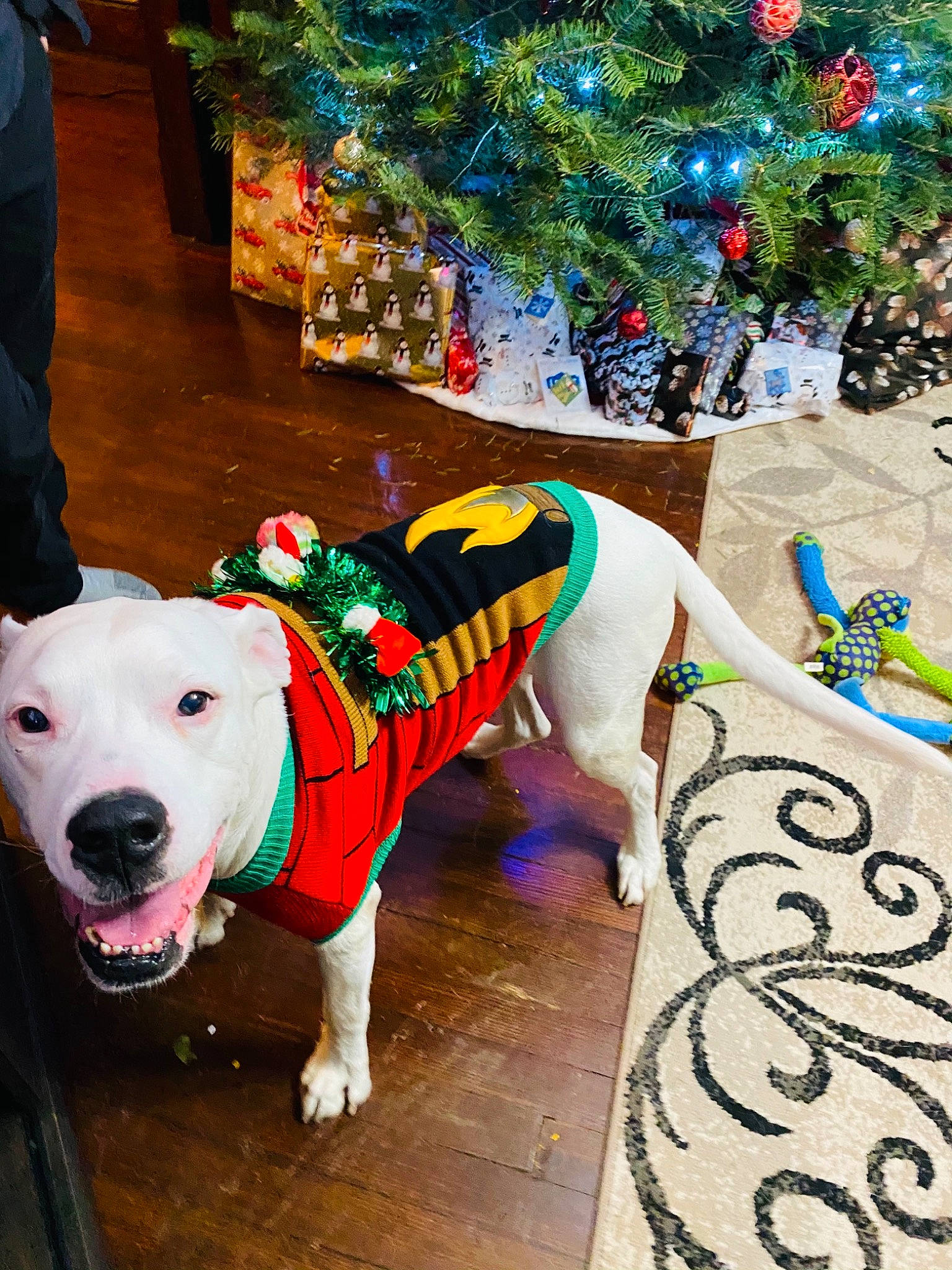 Marsh is registered to the contest to win money with this photo: blue, carnivore, christmas_tree, collar, companion_dog, dog, dog_breed, dog_clothes, dog_collar, dog_supply, event, fawn, green, leash, pet_supply, snout, sporting_group, tail, white, working_animal