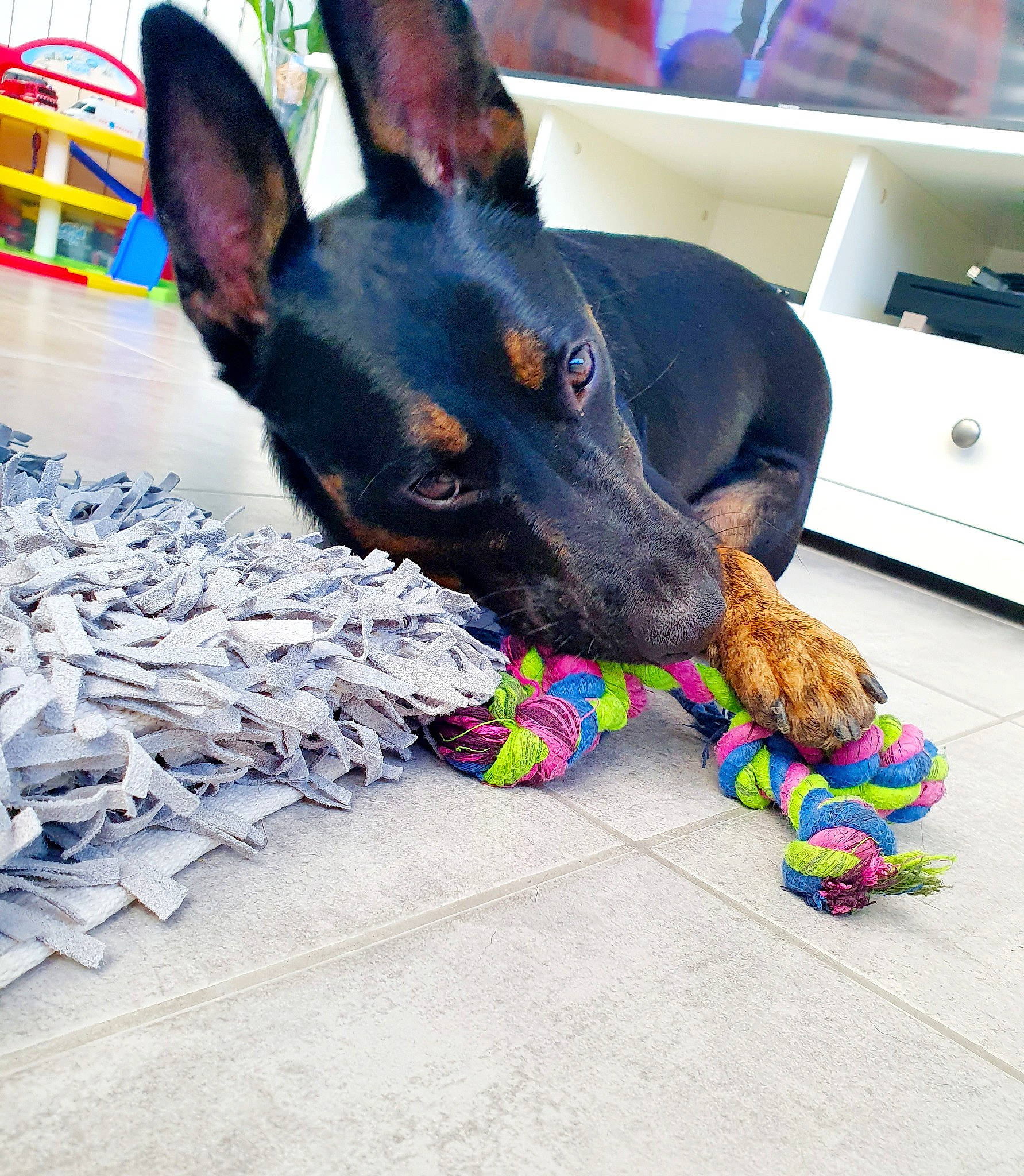 Ranger'S participe au concours pour gagner de l'argent avec cette photo : beauceron, canidae, carnivore, dobermann, dog, dog_breed, dog_collar, dog_toy, ear, english_toy_terrier, german_pinscher, guard_dog, mammal, manchester_terrier, miniature_pinscher, pinscher, puppy, snout, sporting_group, toy_manchester_terrier