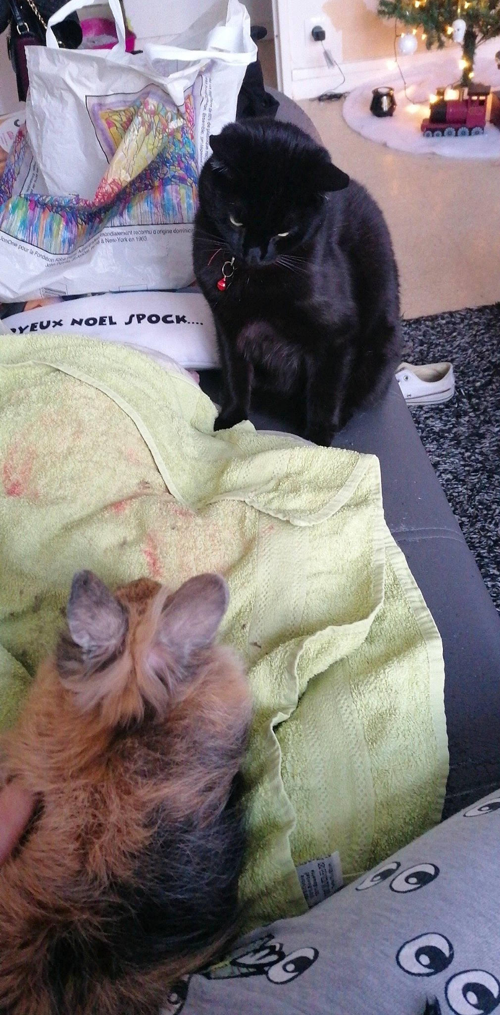 Yoko participe au concours pour gagner de l'argent avec cette photo : asian, black_cat, canidae, carnivore, cat, companion_dog, fawn, felidae, fur, kitten, long_hair, persian, small_to_medium_sized_cats, whiskers