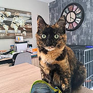 Plouf participe au concours pour gagner de l'argent avec cette photo : cat, tortoiseshell_cat, table, pencil_case, colored_pencils, indoor, clock, world_map, office, chair, furniture, pet, curious, animal, domestic, room, writing, stationery, closeup, focus