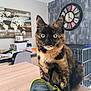 cat, tortoiseshell_cat, table, pencil_case, colored_pencils, indoor, clock, world_map, office, chair, furniture, pet, curious, animal, domestic, room, writing, stationery, closeup, focus