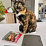 cat, tortoiseshell, box, table, gift_card, indoor, plant, cat_tree, furniture, home, pets, animal, close_up, curious, sitting, domestic, tablecloth, decor, houseplant, cozy