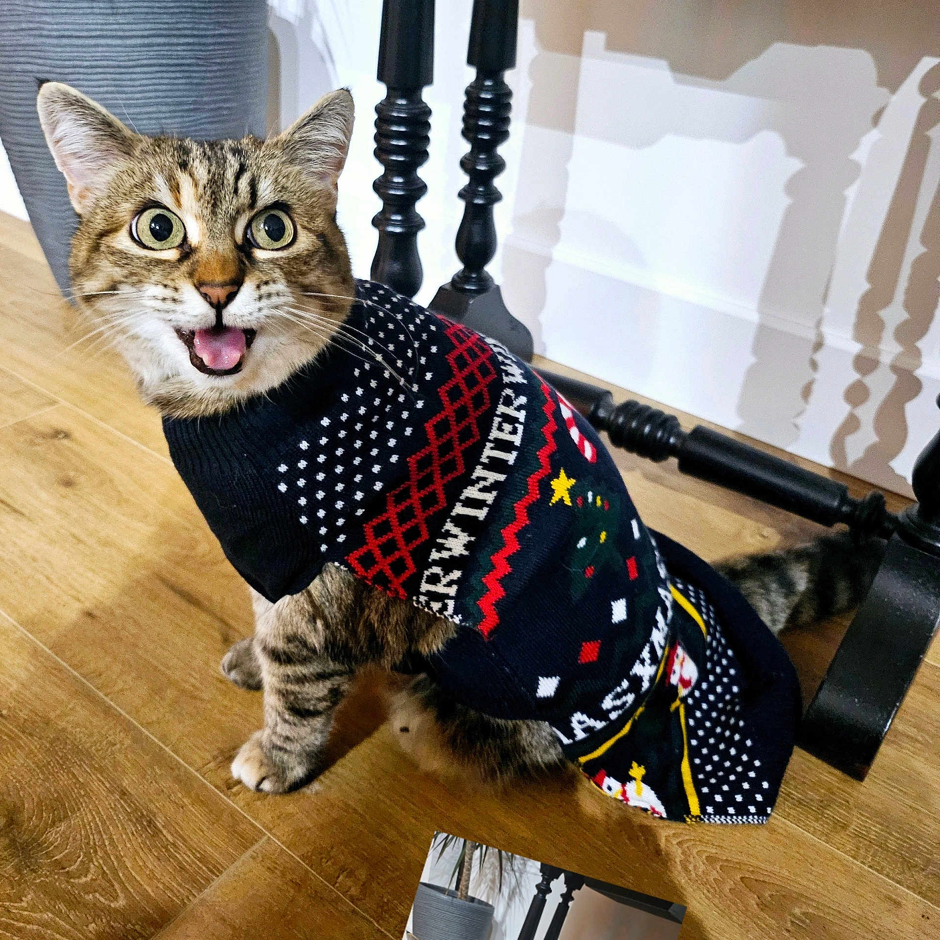 Kanard participe au concours pour gagner de l'argent avec cette photo : animal, black_chair_legs, cat, cute, domestic_cat, flooring, furniture, happy, holiday, indoor, open_mouth, pet_clothing, playful, shadow, striped_fur, sweater, tabby, wide_eyes, winter, wooden_floor