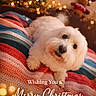 Tomy participe au concours pour gagner de l'argent avec cette photo : dog, white_dog, blanket, knitted_blanket, christmas_tree, christmas_lights, holiday, festive, reindeer_plush, plush_toy, cozy, indoor, pet, cute, warm_lighting, decorations, holiday_season, portrait, animal, celebration