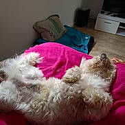 Tomy a rejoint le concours — aidez-le/la à gagner de superbes lots ! dog, white_dog, fluffy, lying_down, pink_blanket, blanket, indoor, living_room, cushion, relaxed, pet, fur, cozy, floor, pillow, home, resting, sleeping, canine, domestic_animal