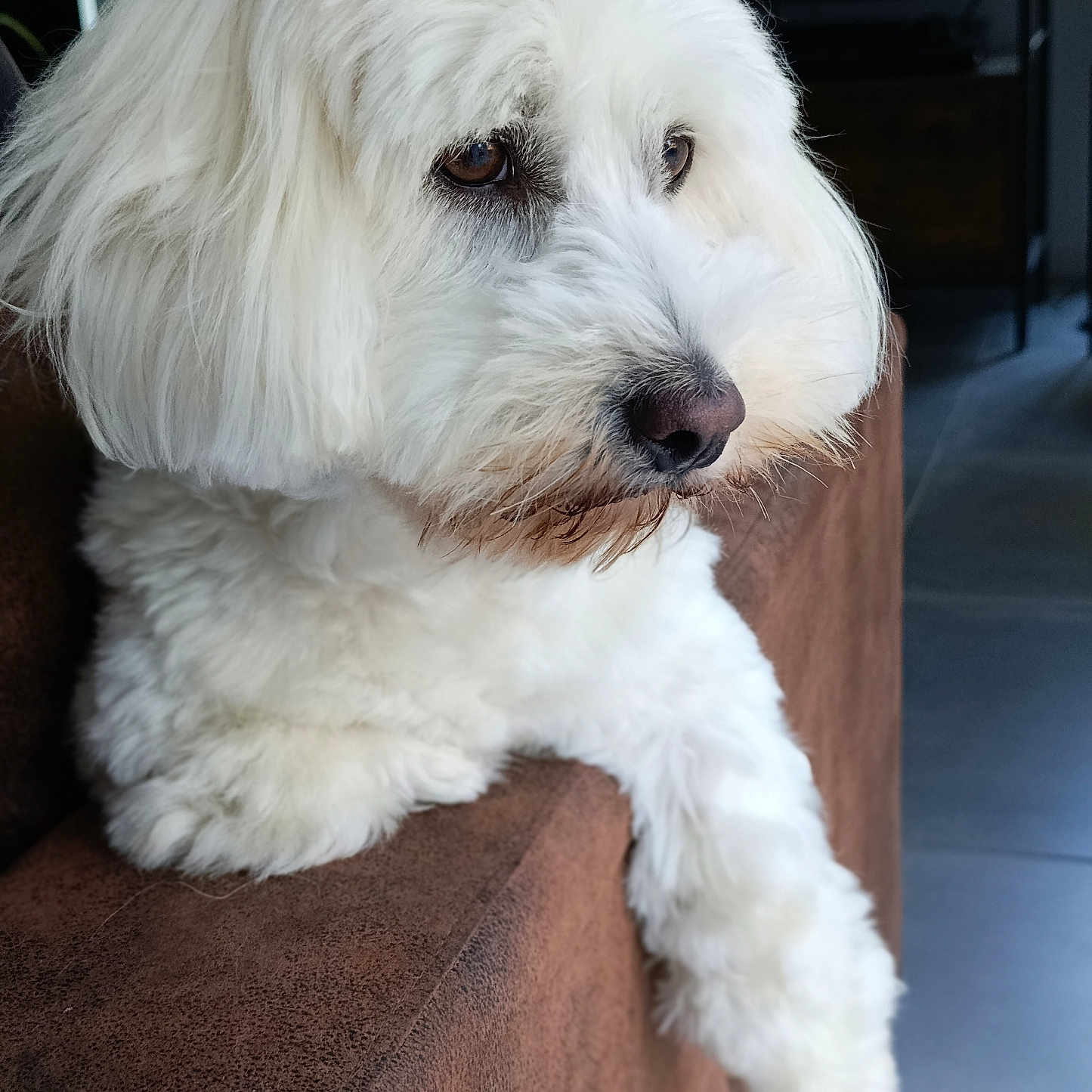 Tomy a rejoint le concours — aidez-le/la à gagner de superbes lots ! dog, white_dog, fluffy, pet, couch, indoor, fur, animal, canine, resting, side_view, brown_couch, portrait, looking_away, soft_texture, relaxed, house, domestic_animal, companion, close_up