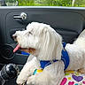 Tomy a rejoint le concours — aidez-le/la à gagner de superbes lots ! dog, white_dog, blue_harness, car_interior, car_door, gear_shift, cushion, colorful, hearts, tongue_out, pet, fluffy, window, greenery, seat, relaxed, animal, companion, road_trip, cute