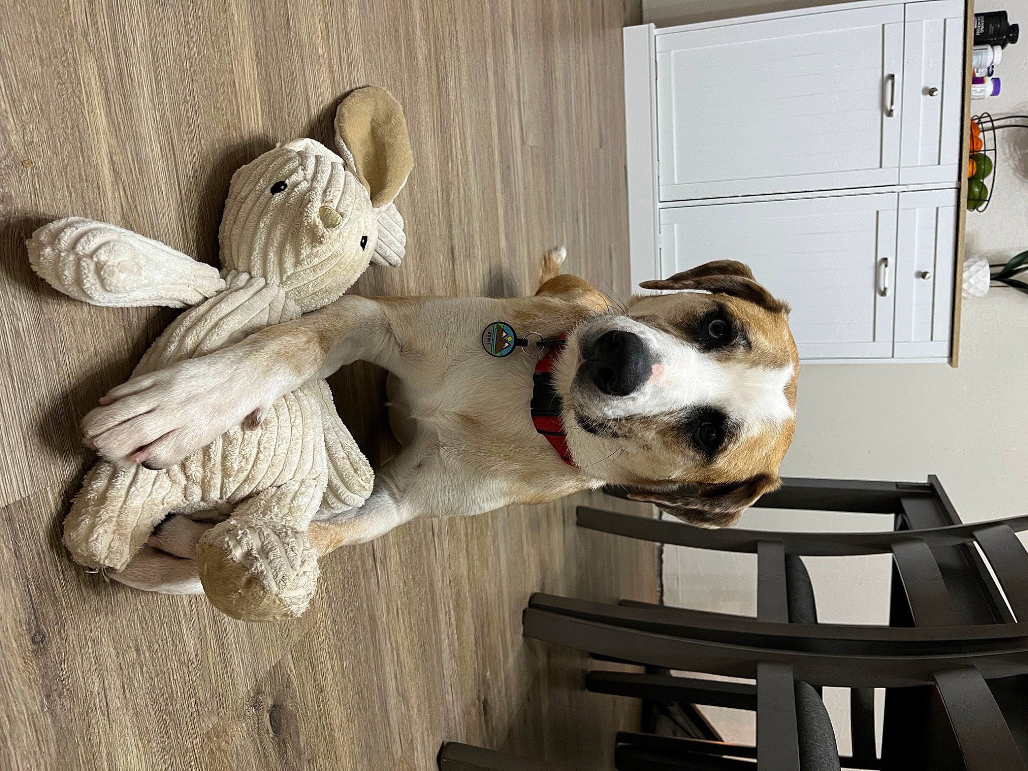 Bowie is registered to the contest to win money with this photo: ball, bar_stool, cabinetry, carnivore, collar, companion_dog, dog, dog_breed, dog_collar, door, flooring, fur, hardwood, kitchen_appliance, porch, refrigerator, room, white, wood, working_animal
