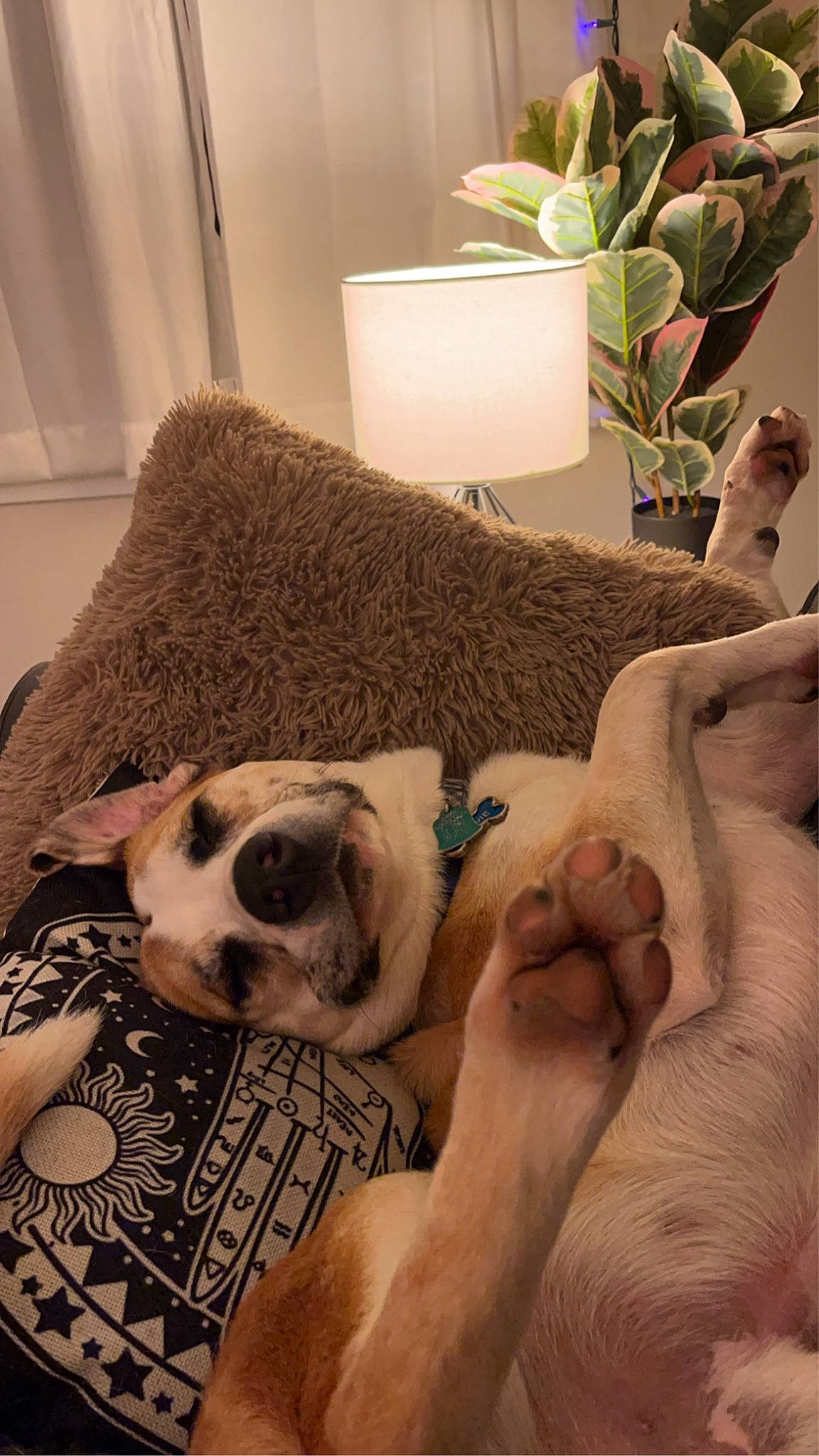 Bowie joined the competition — help win amazing prizes! carnivore, comfort, companion_dog, couch, dog, dog_breed, eyewear, fawn, felidae, fur, houseplant, lamp, linens, plant, snout, textile, toy_dog, whiskers, working_animal, wrinkle