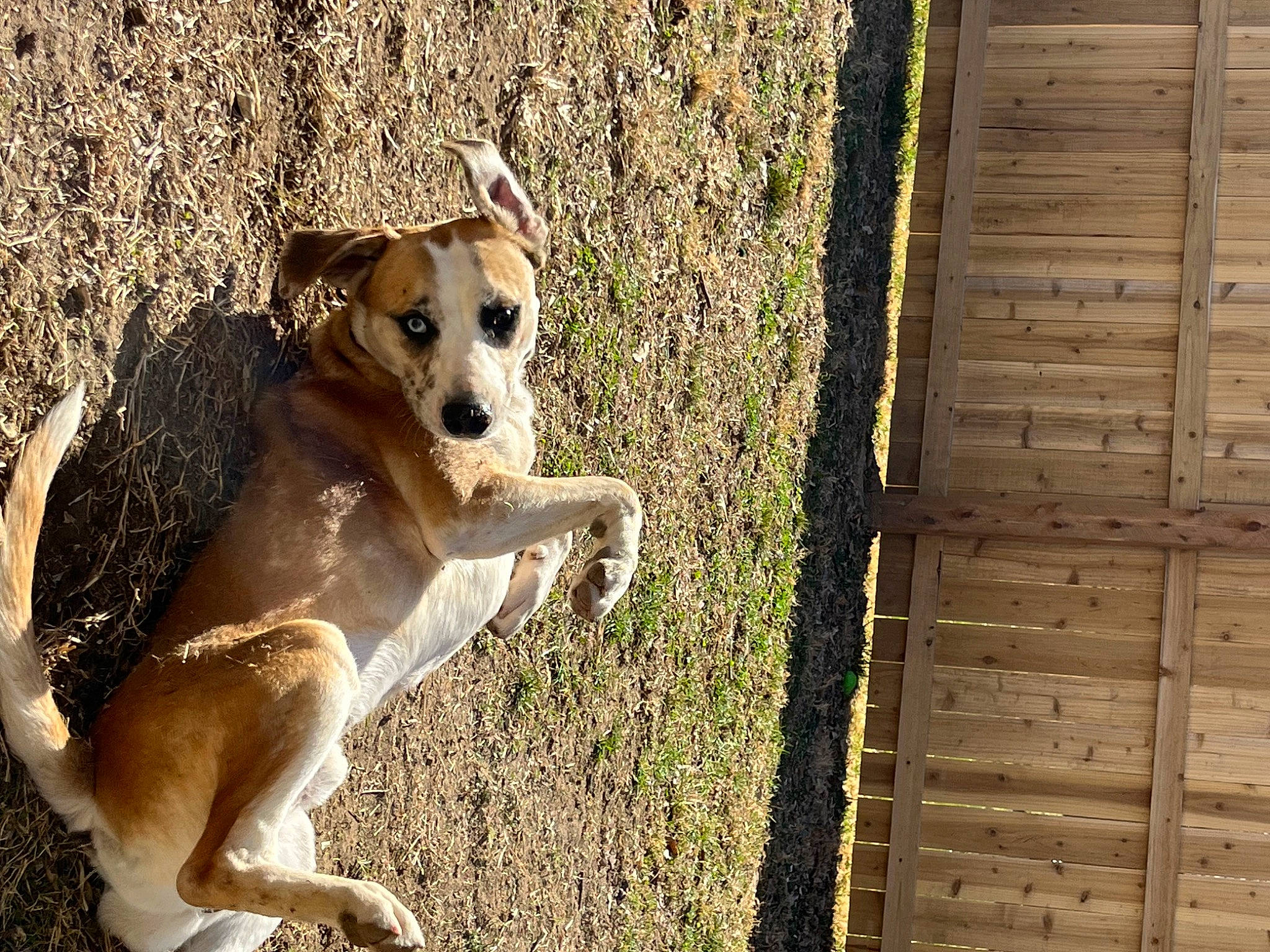 Bowie joined the competition — help win amazing prizes! canidae, carnivore, collar, companion_dog, dog, dog_breed, dog_collar, fawn, grass, paw, plant, snout, sporting_group, street_dog, tail, trunk, whiskers, wood, working_animal, working_dog