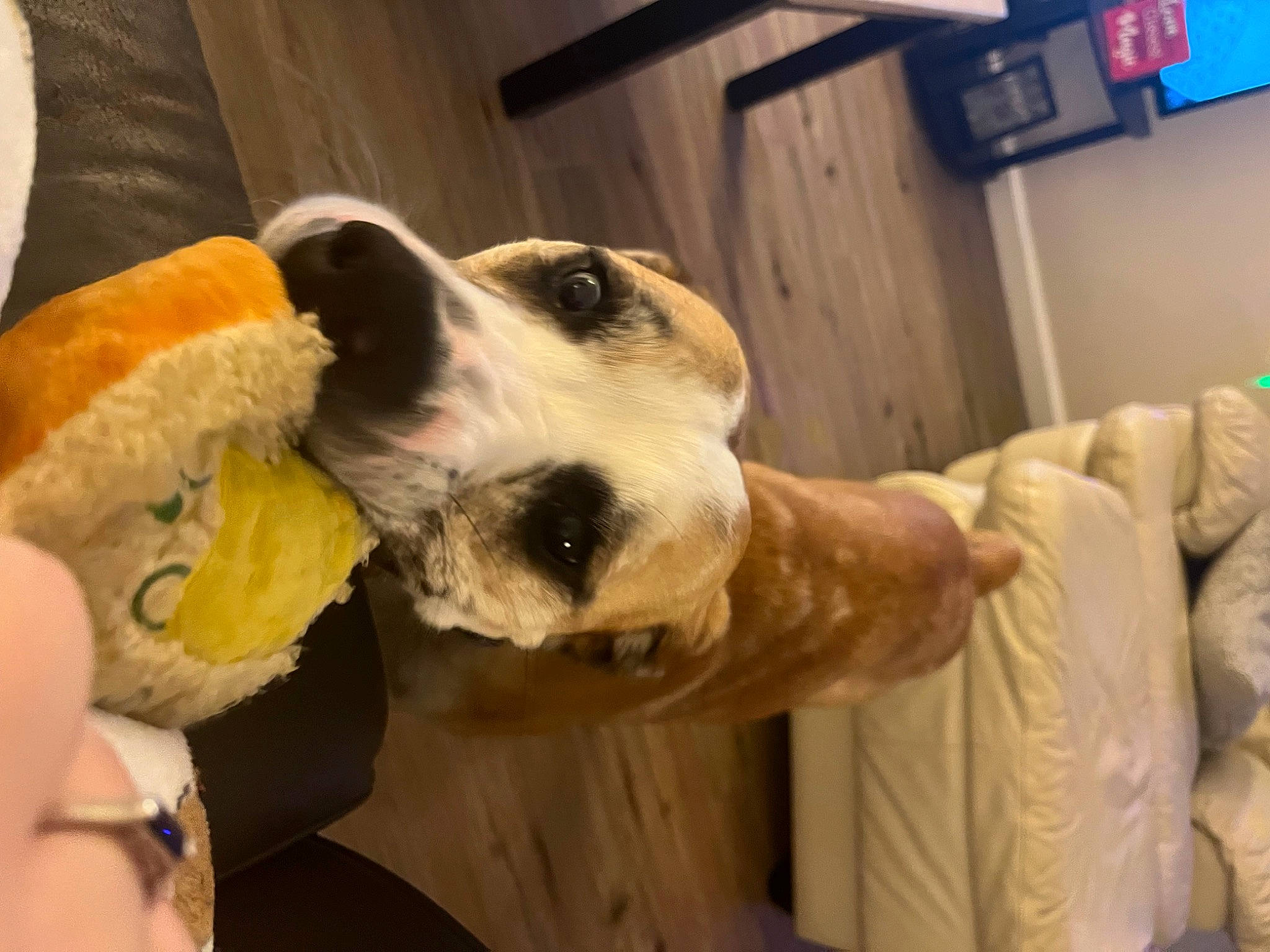 Bowie joined the competition — help win amazing prizes! canidae, carnivore, collar, companion_dog, dog, dog_breed, fur, giant_dog_breed, guard_dog, livestock_guardian_dog, non_sporting_group, paw, snout, sporting_group, working_animal, working_dog