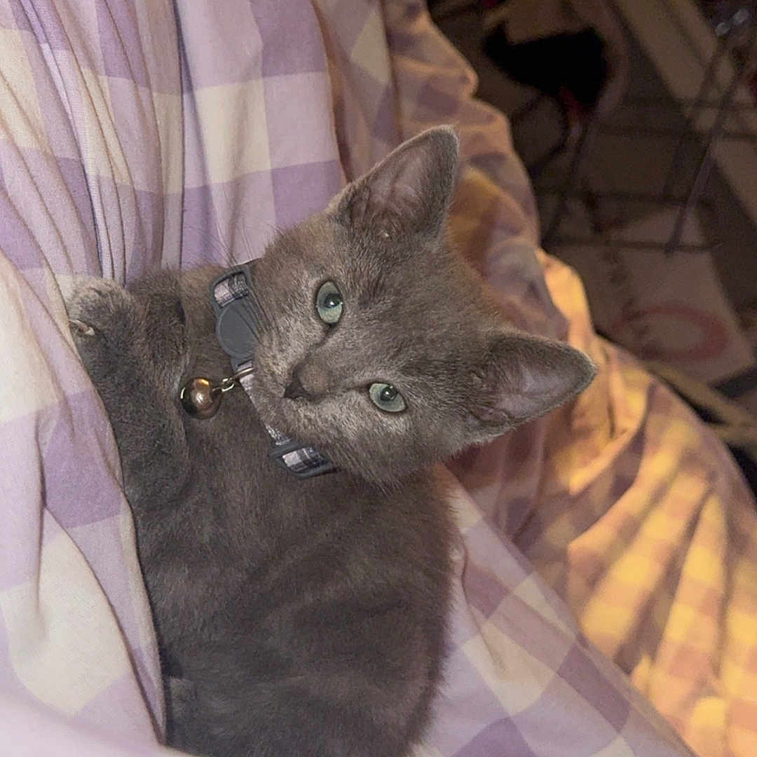 Blue joined the competition — help win amazing prizes! abyssinian, animal, bed, bedroom, blanket, cat, chair, couch, cushion, furniture, homedecor, indoors, kitten, linen, manx, person, pet, quilt, room, siamese