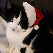 Rosa is registered to the contest to win money with this photo: aegean_cat, black, carnivoran, cat, cat_like_mammal, domestic_short_haired_cat, european_shorthair, fur, kitten, mammal, paw, small_to_medium_sized_cats, snout, whiskers