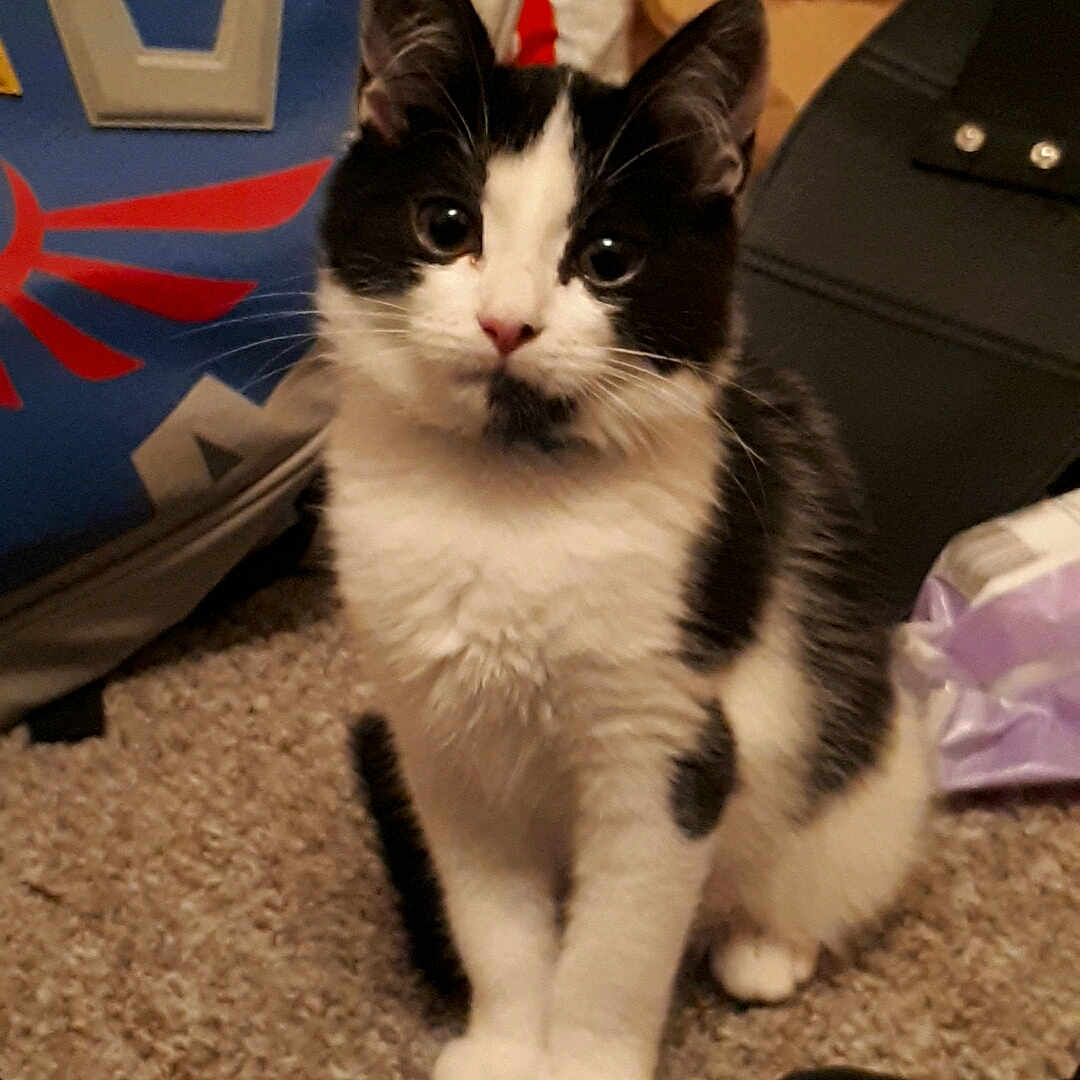 Rosa joined the competition — help win amazing prizes! aegean_cat, carnivoran, cat, cat_like_mammal, domestic_short_haired_cat, fur, kitten, mammal, small_to_medium_sized_cats, snout, vertebrate, whiskers