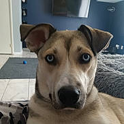 Silas is registered to the contest to win money with this photo: dog, blue_eyes, close_up, indoor, pet, canine, fur, ears, nose, blanket, television, floor, tile, rug, wall, furniture, animal, looking_at_camera, alert, curious