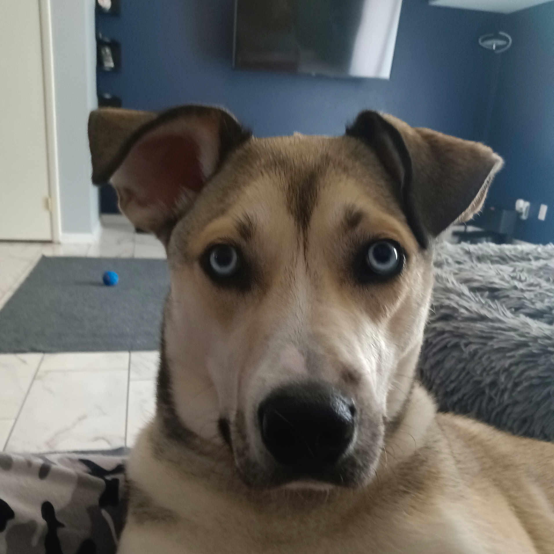 Silas is registered to the contest to win money with this photo: alert, animal, blanket, blue_eyes, canine, close_up, curious, dog, ears, floor, fur, furniture, indoor, looking_at_camera, nose, pet, rug, television, tile, wall