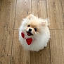 Lotso a rejoint le concours — aidez-le/la à gagner de superbes lots ! bow_tie, brown_shading, cute, dog, eyes, flooring, fluffy, fur, indoor, looking_up, mouth, nose, pet, pomeranian, portrait, red_bow, small_dog, smiling, white_fur, wood_floor