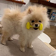 Lotso participe au concours pour gagner de l'argent avec cette photo : adorable, couch, dog, eyes, fluffy, fur, home, indoor, living_room, mouth, nose, paw, pet, pomeranian, puppy, shelf, small_dog, standing, toy, yellow_toy
