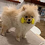 adorable, couch, dog, eyes, fluffy, fur, home, indoor, living_room, mouth, nose, paw, pet, pomeranian, puppy, shelf, small_dog, standing, toy, yellow_toy